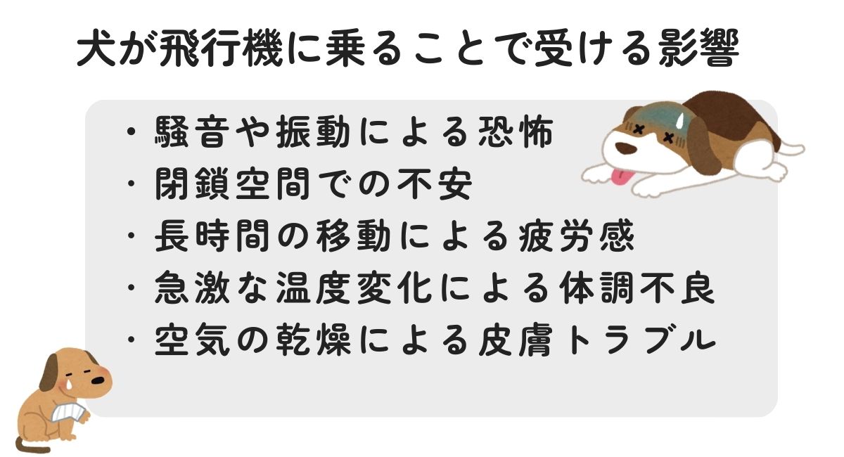 犬が飛行機に乗ることで受ける影響